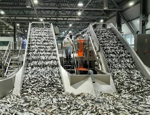 Industrial fish sorting and grading facility