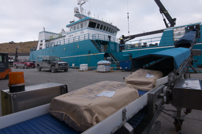 Frozen Pacific cod being offloaded from a fishing vessel at port