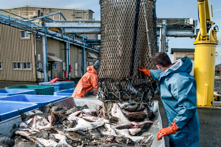 Workers unloading halibut catch at a fish processing dock