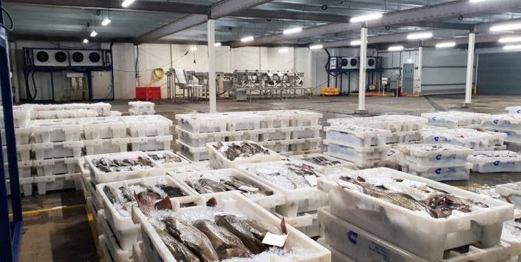 Fish boxes on pallets in a cold storage warehouse facility